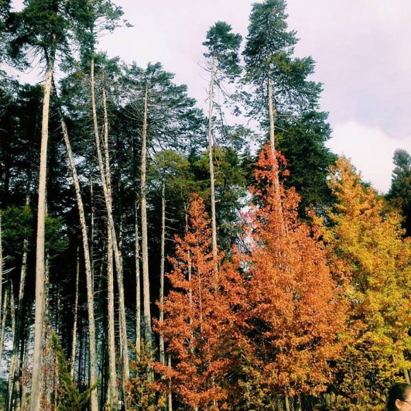 Campos do Jordão - Imagem 3