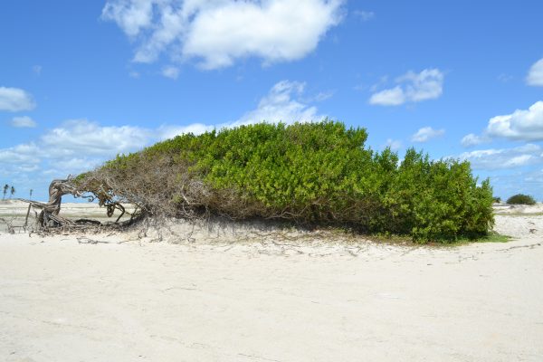 Jericoacoara - Image 6