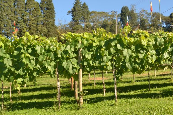 Rota do vinho - Image 7
